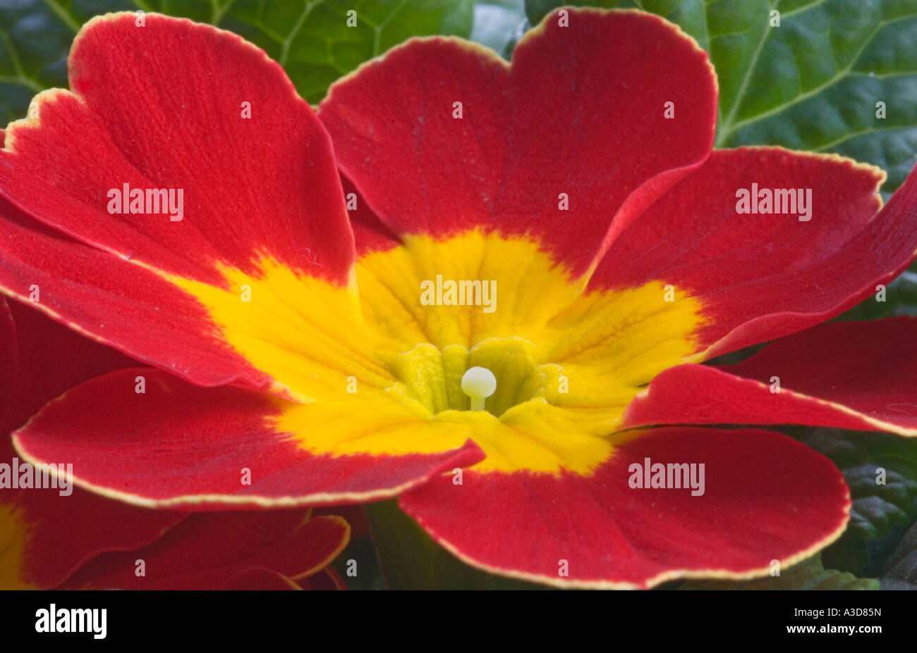 Red primrose close up Primula veris Stock Photo