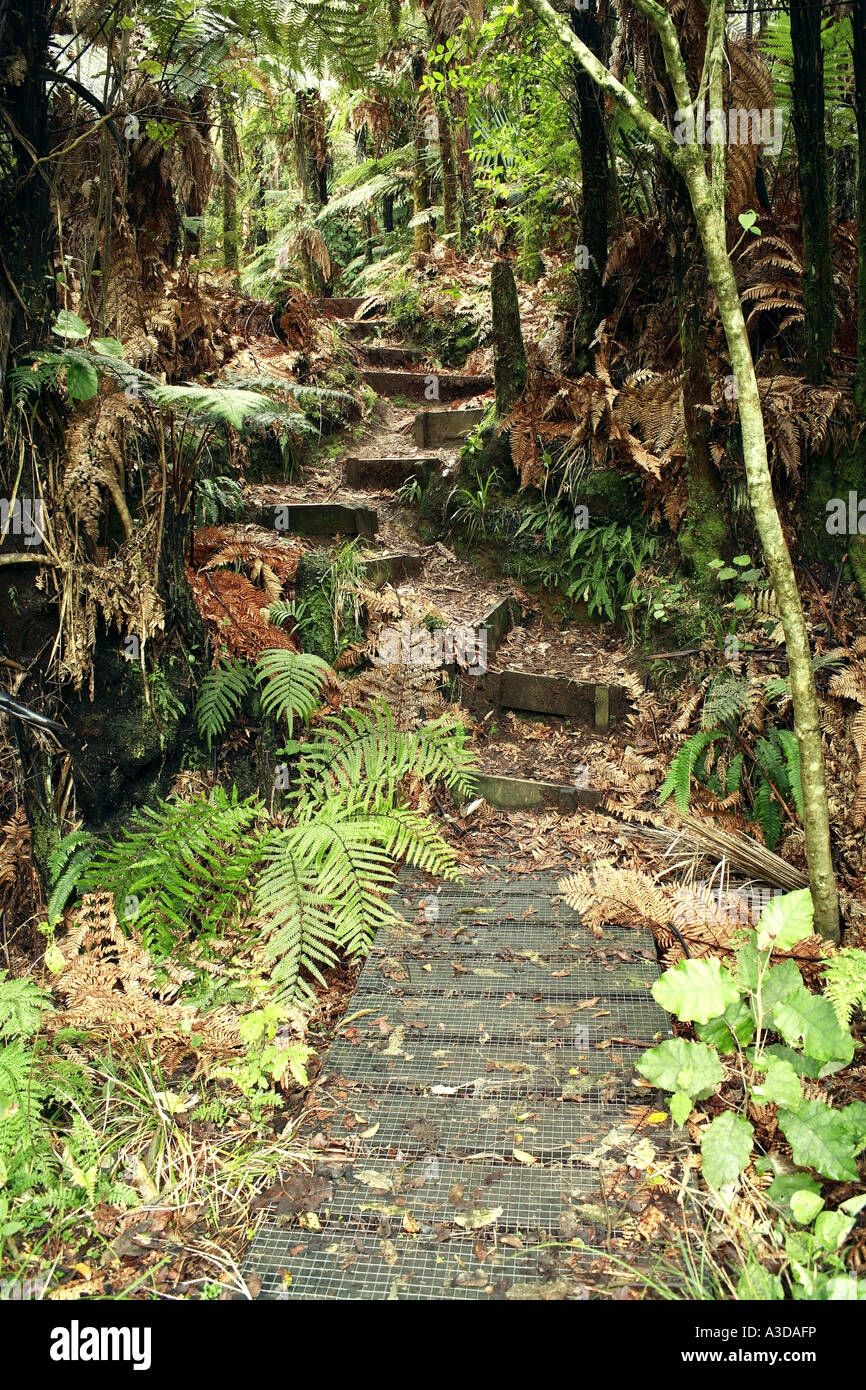 Track in forest Stock Photo - Alamy