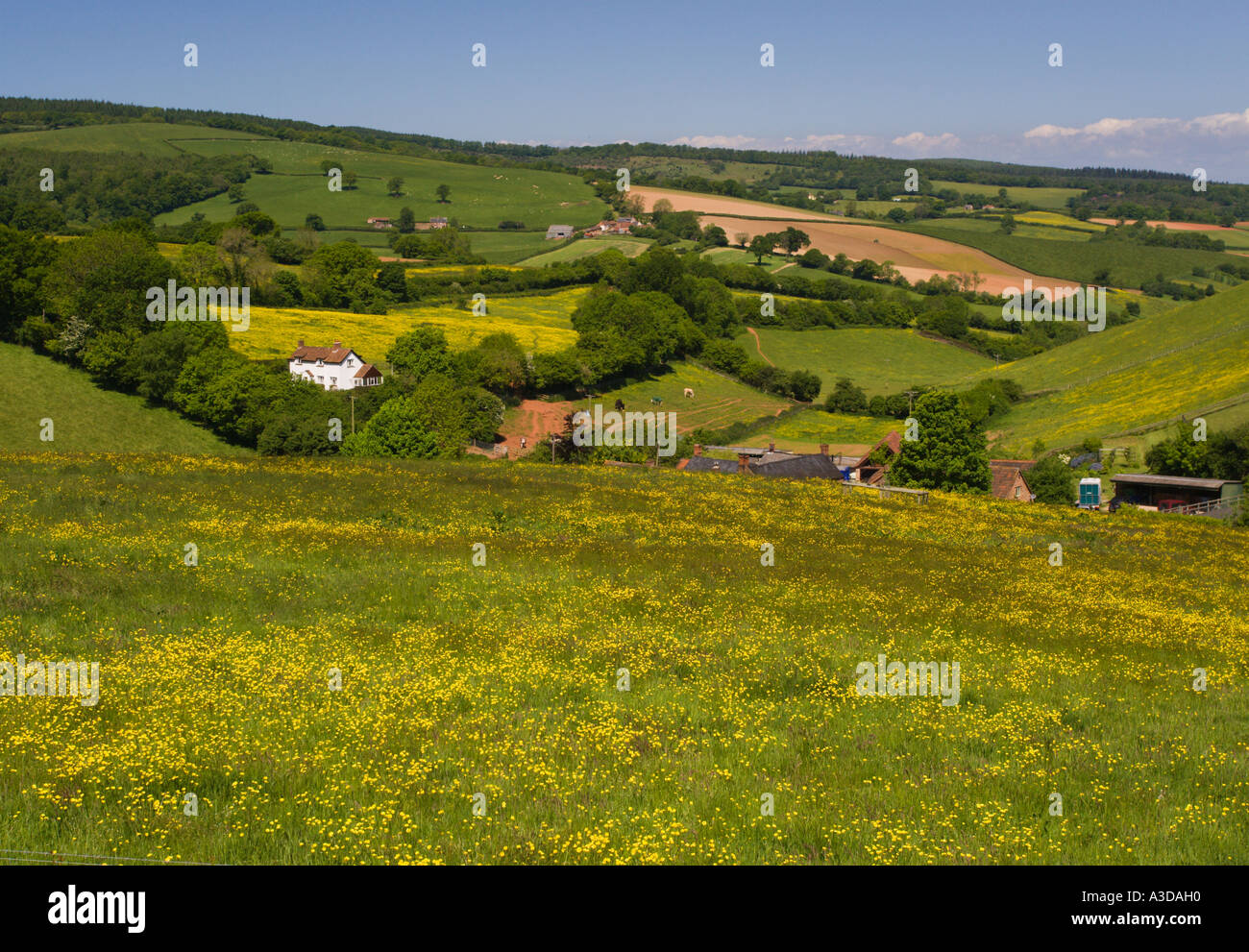Typical English countryside scene over Quantock Hills with trees beyond white farmhouse and shed Somerset England Stock Photo