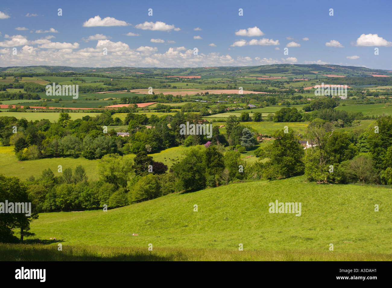 Country scene over the Quantocks to the Brendon Hills on the borders of Exmoor in mid summer Somerset England Stock Photo