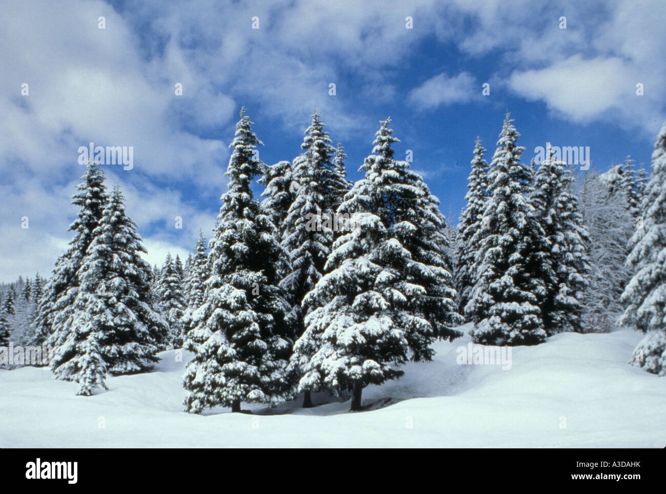 Howes Winter Weather WINTER Woods Stock Photo - Alamy