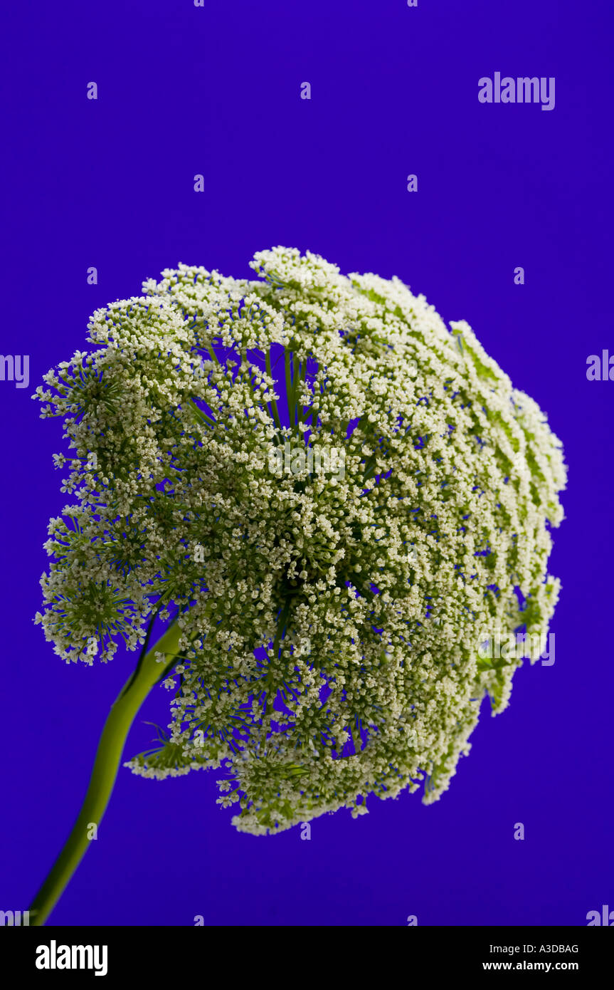 Queen Anne's Lace on a blue background Stock Photo