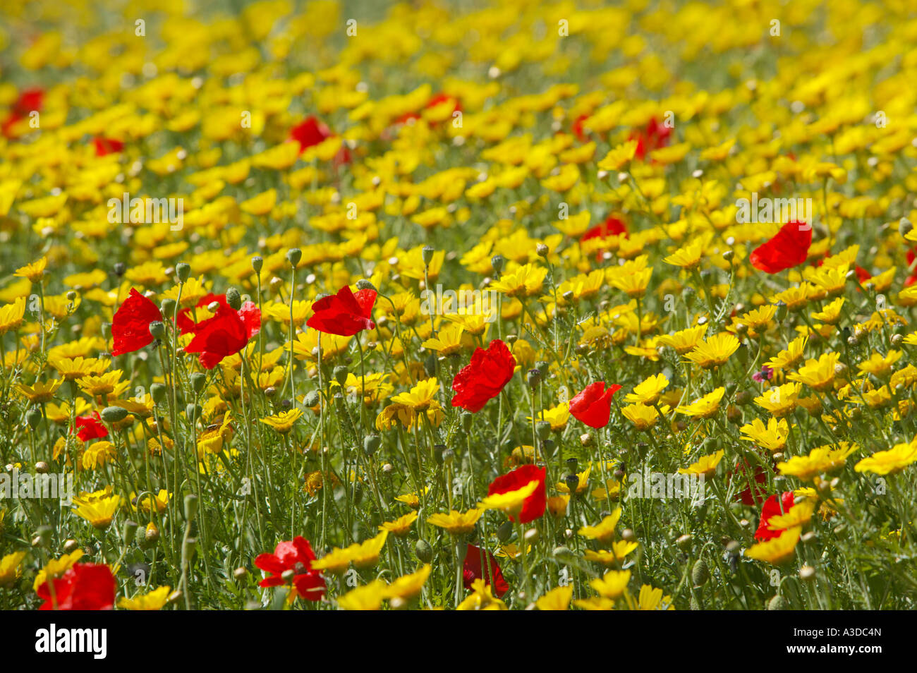Flower meadow Karpas, North Cyprus Stock Photo Alamy