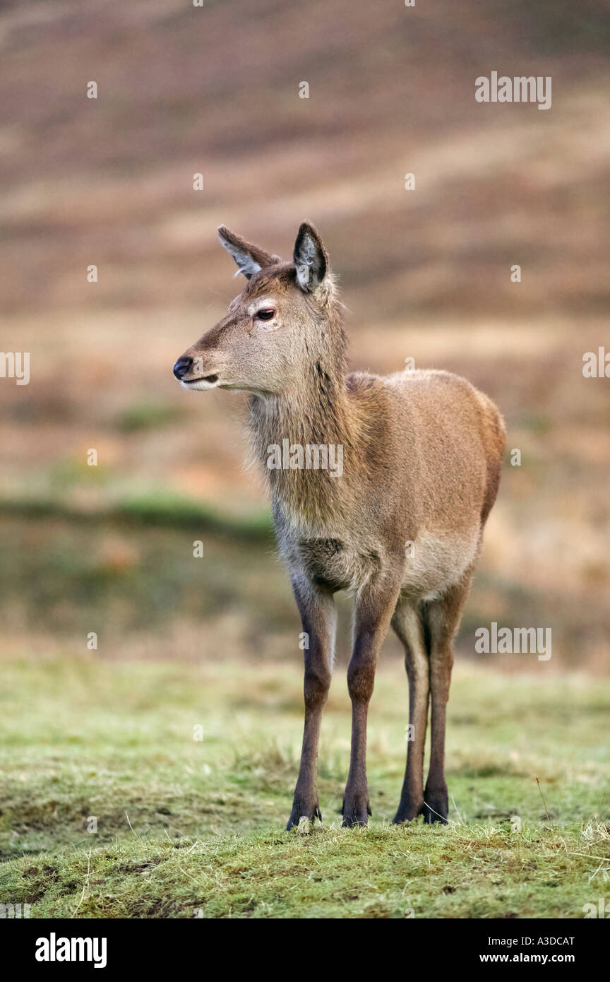 Red Deer hind, Scotland Stock Photo Alamy