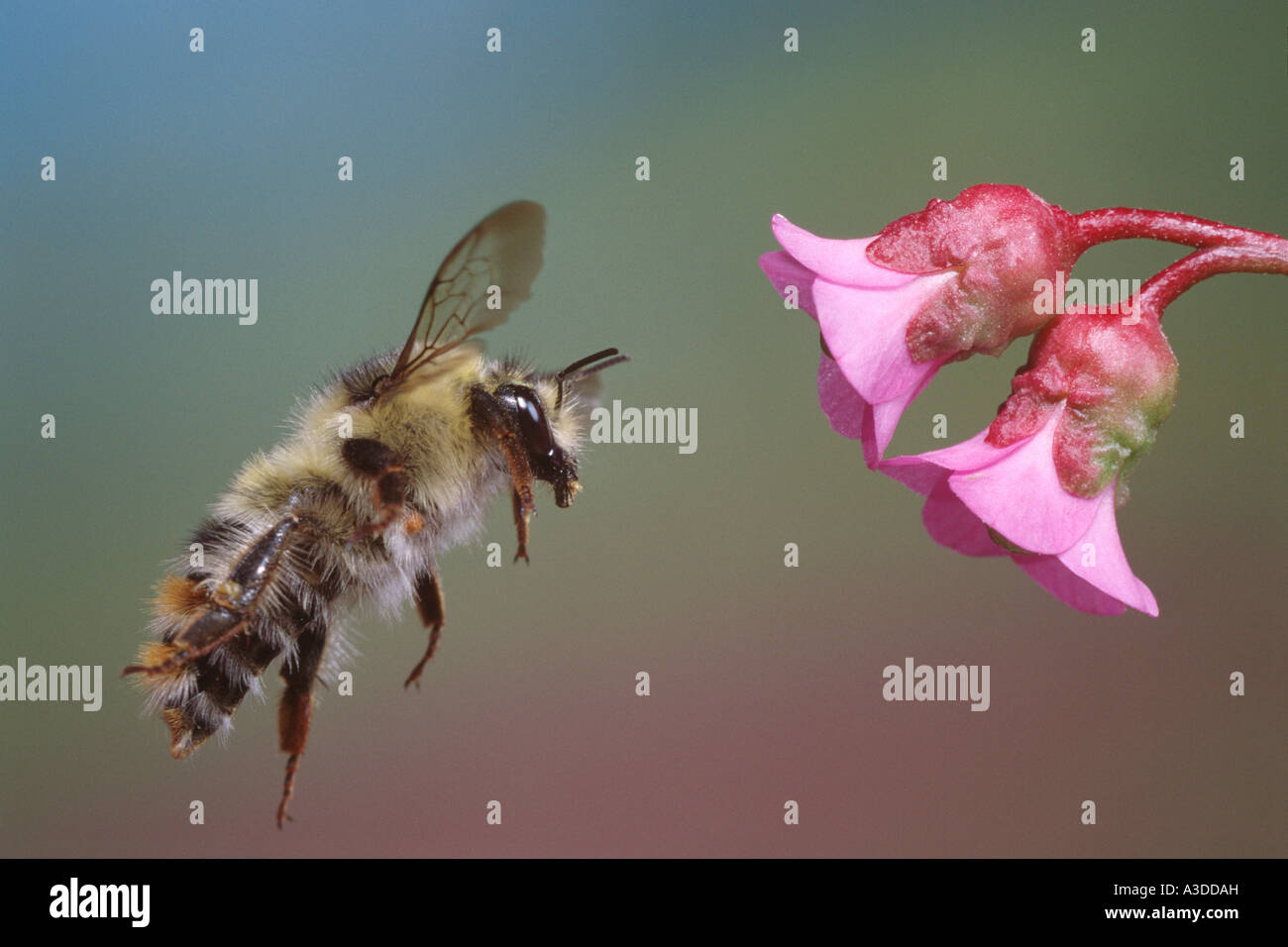 Shrill Carder Bee (Bombus sylvarum) Stock Photo