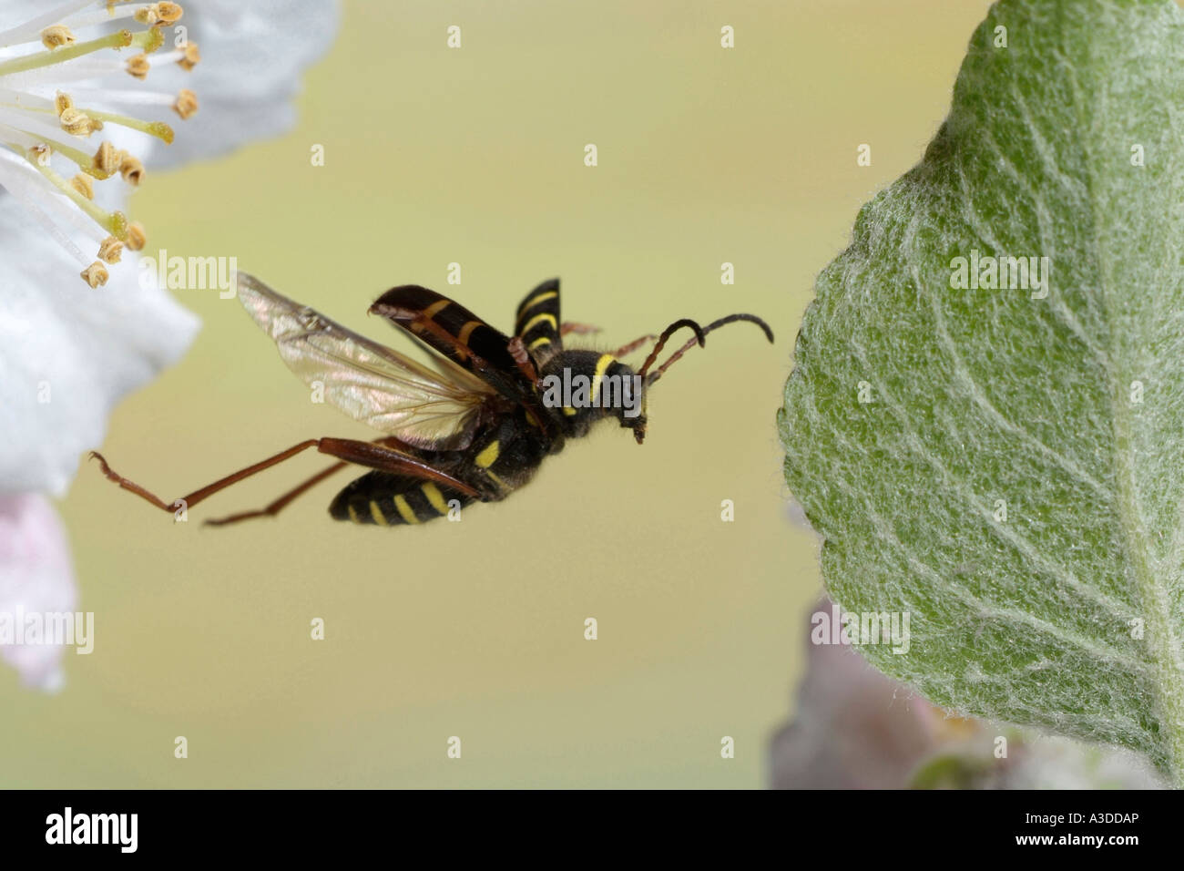 Wasp Beetle ( Clytus arietis) Stock Photo