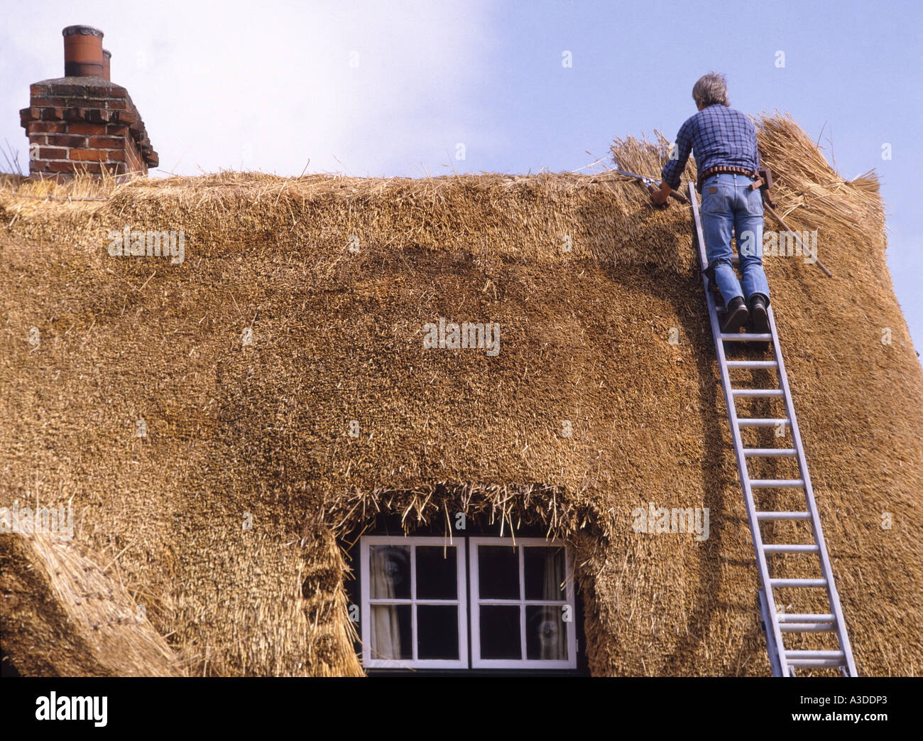 Thatcher working on aluminium ladder renewing old fashioned thatched roof on half timbered country cottage Essex England UK Stock Photo