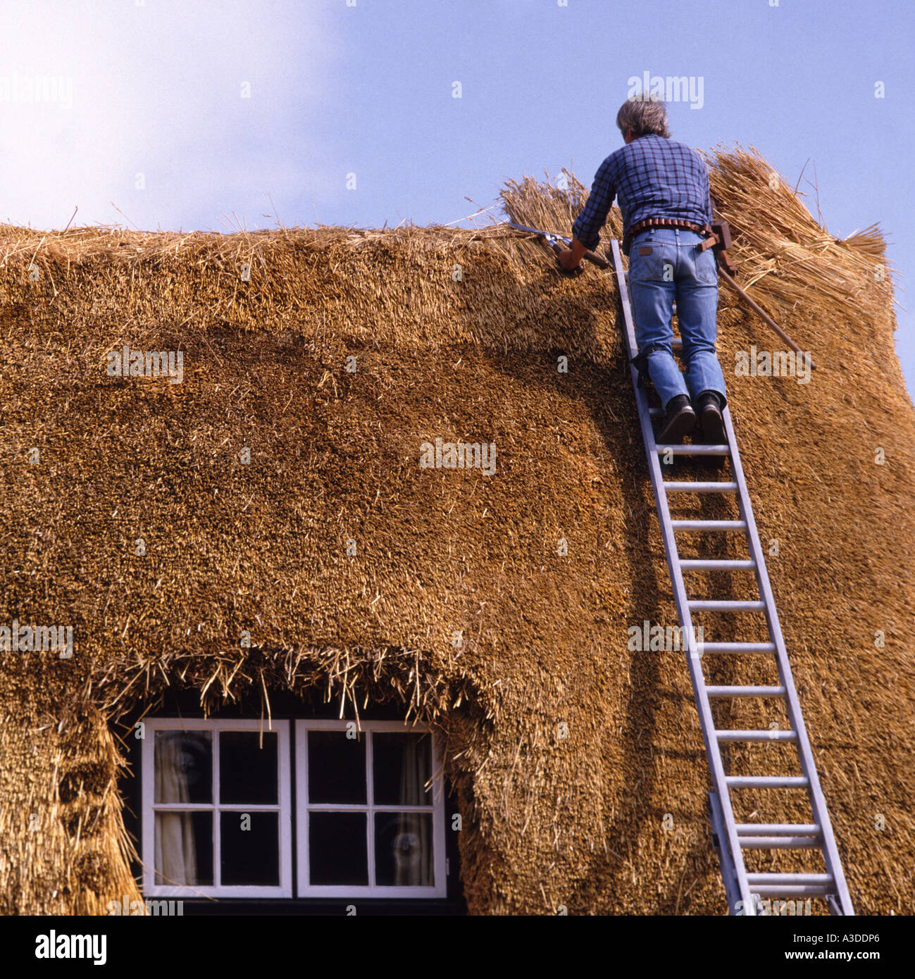 Back view of thatcher working on aluminium ladder renewing old fashioned thatched roof on half timbered country cottage Essex England UK Stock Photo