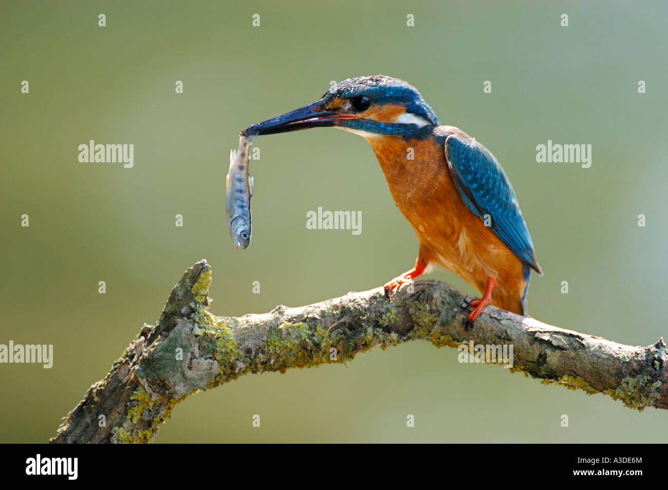 Kingfisher (Alcedo atthis) with prey , trout , male Stock Photo