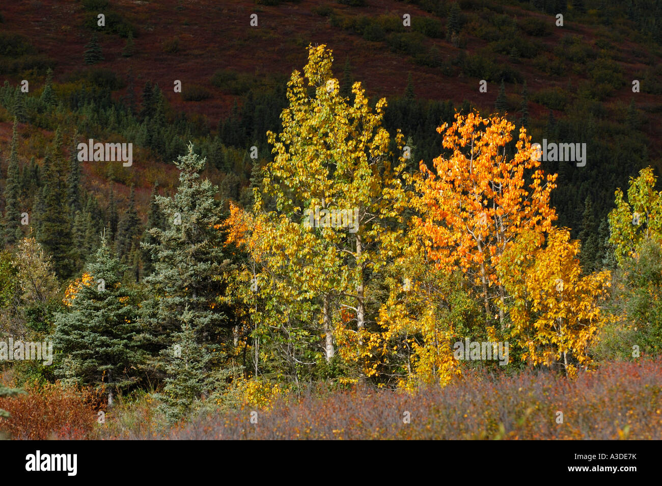 Spotlight on autumn colored aspen , Denali Nationalpark Alaska USA Stock Photo