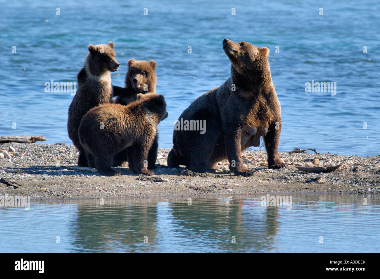 Brownbear (Ursus arctos) mother with three cubs of the year , Brooks River Katmai Nationalpark Alaska USA Stock Photo