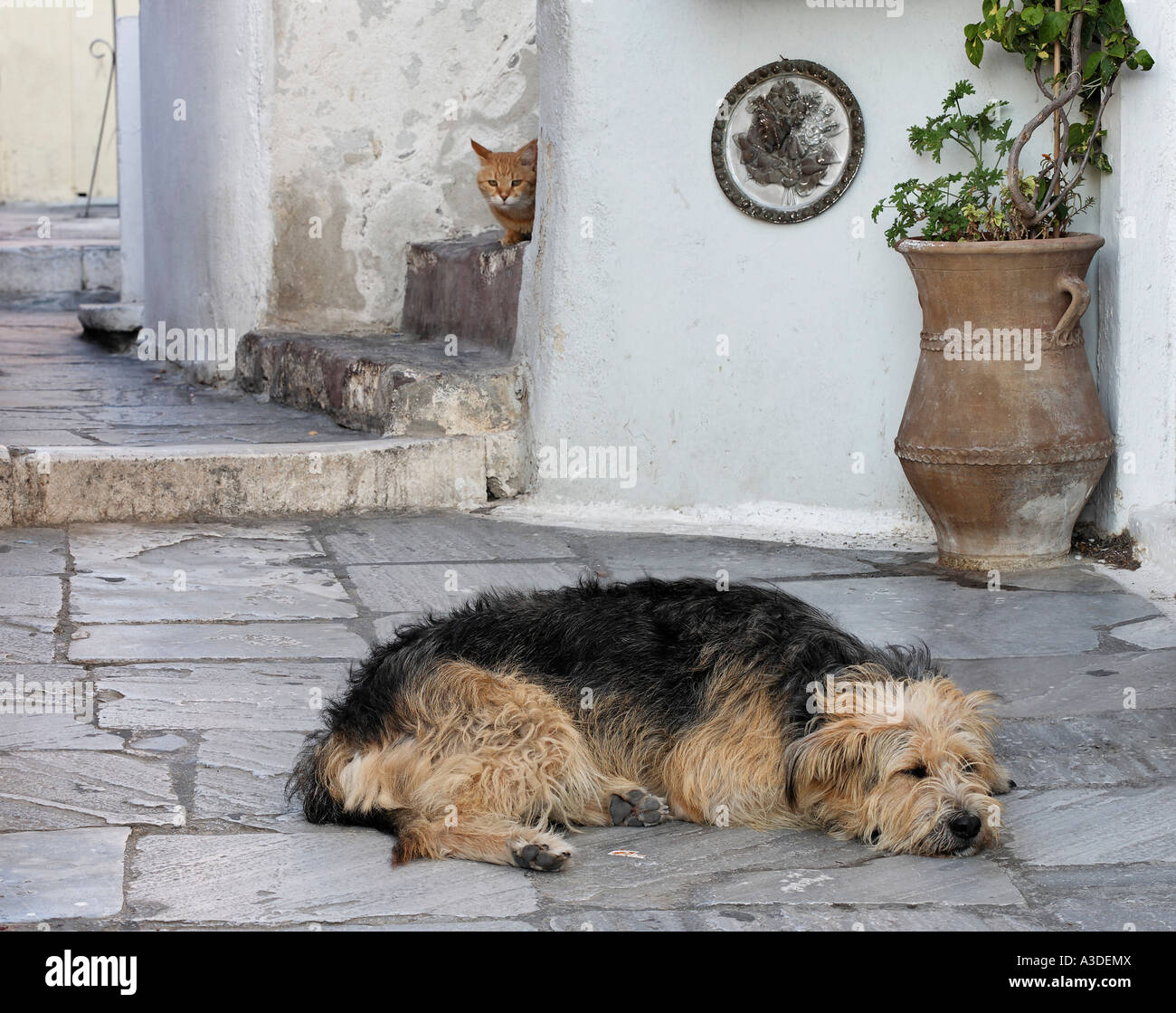 Cat is watching a sleeping dog, Oia, Santorini, Greece Stock Photo