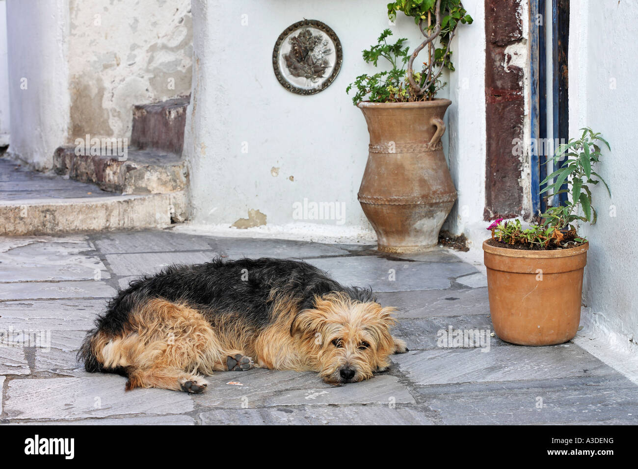 Sleeping dog, Oia, Santorini, Greece Stock Photo