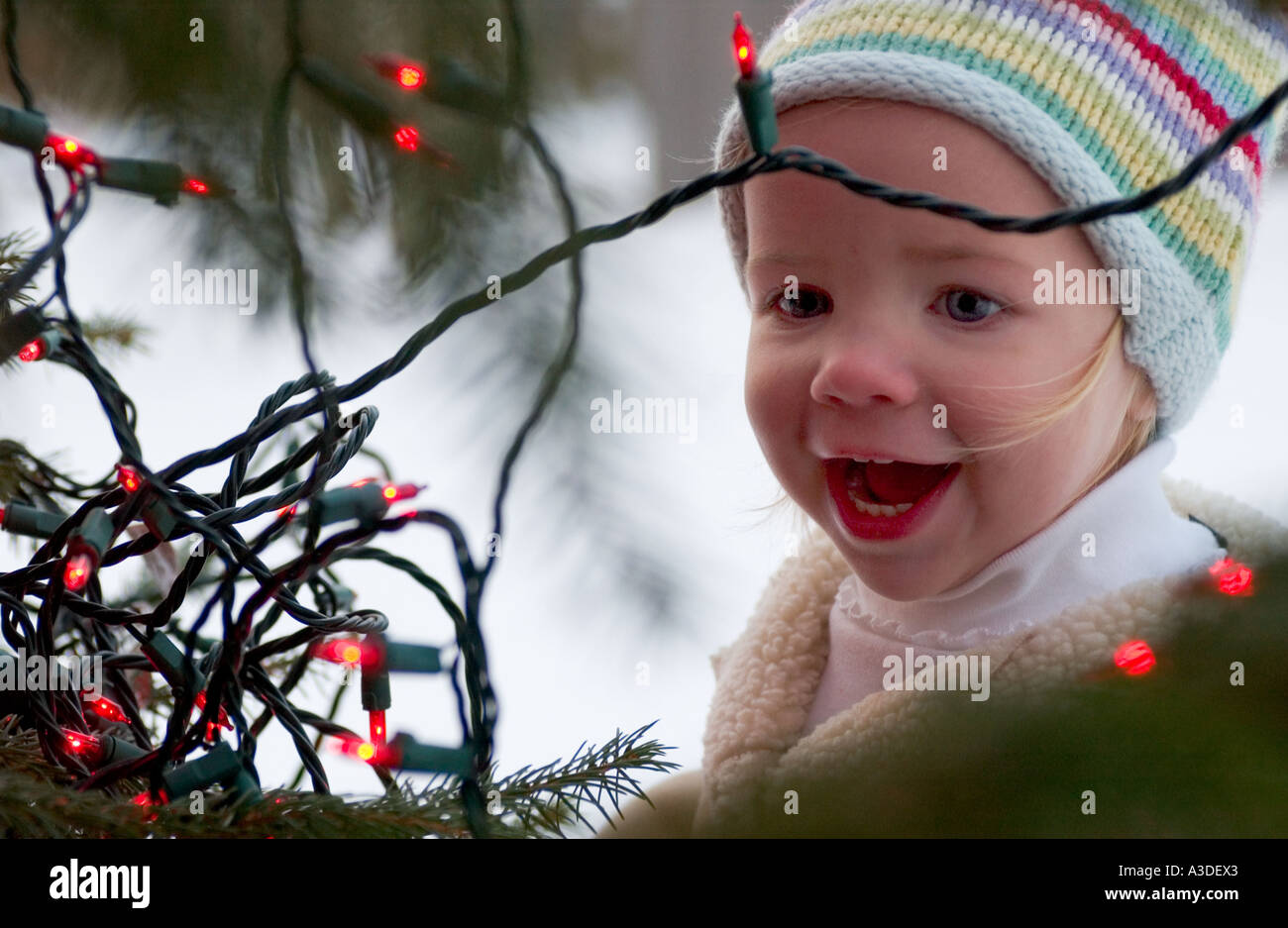 East Hampton NY 120703 Bailey with lights on tree for Christmas Card