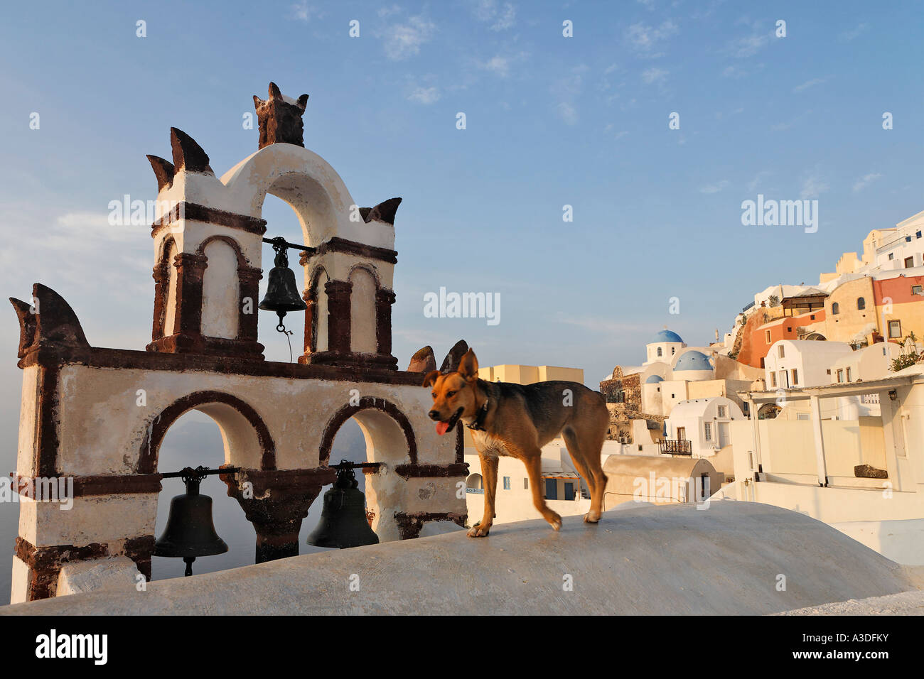 A dog before the bell tower of a small church, Oia, Santorini, Greece Stock Photo