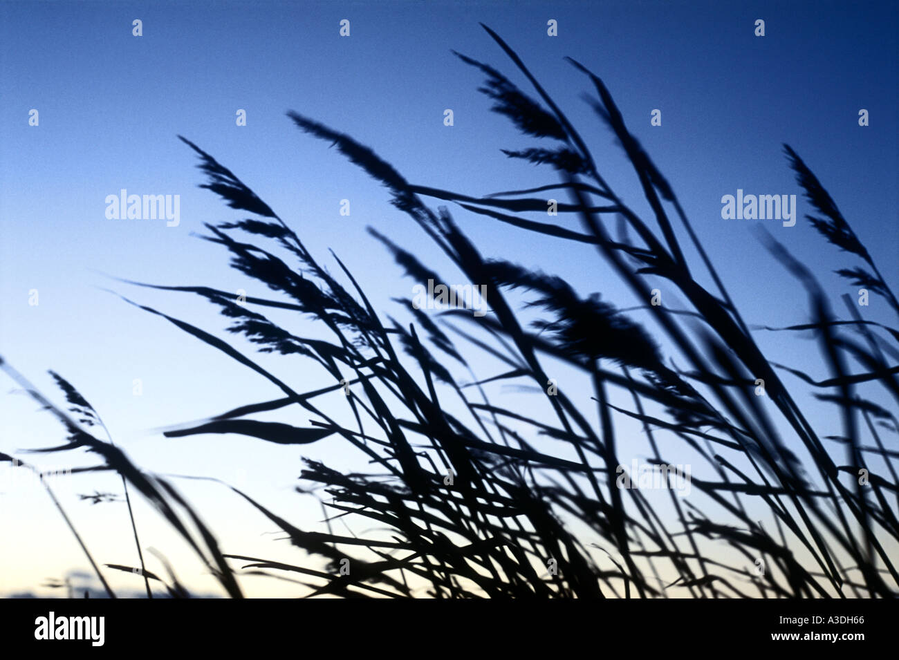 Reeds blowing in the wind Stock Photo
