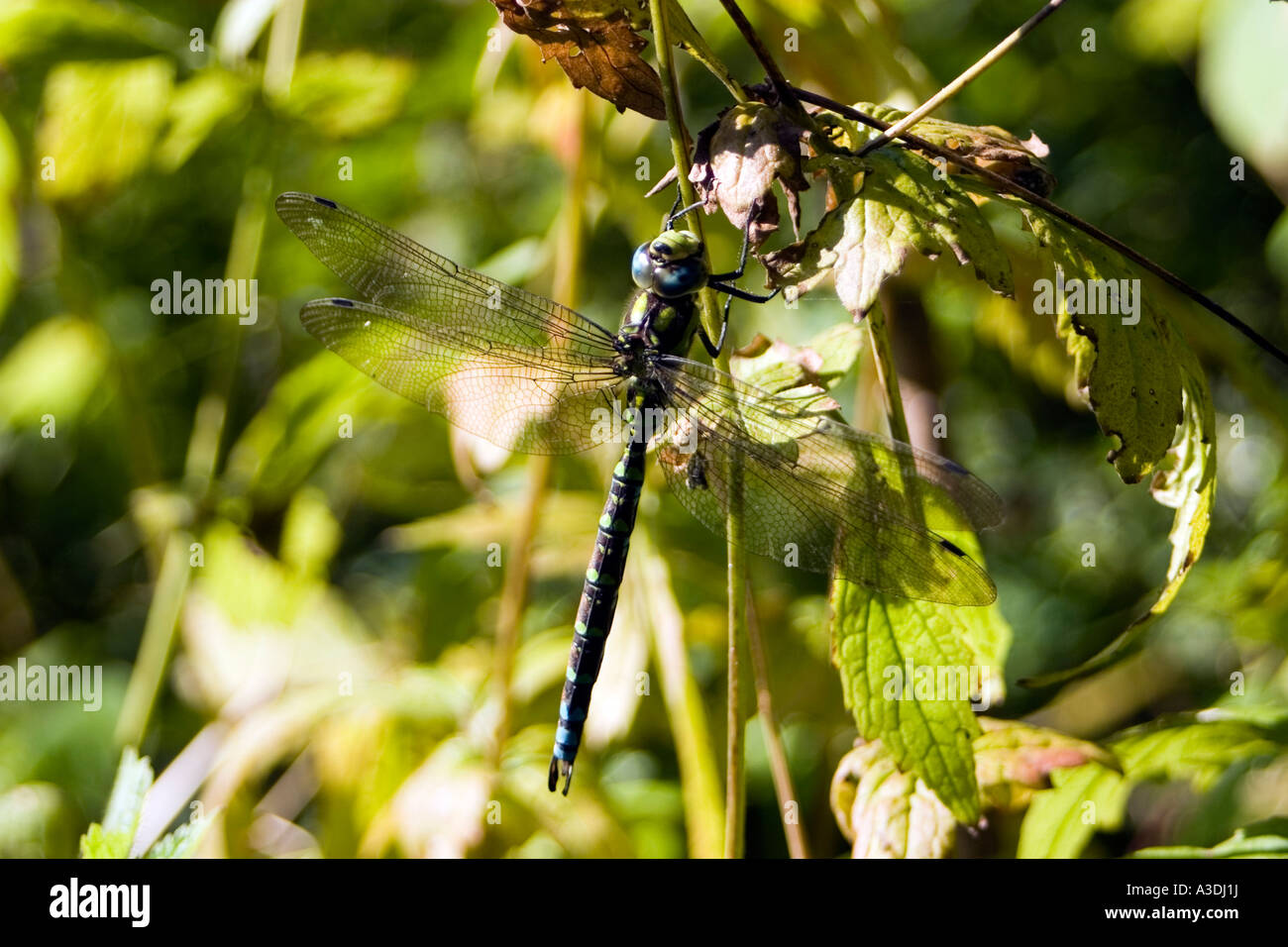dragonfly Stock Photo