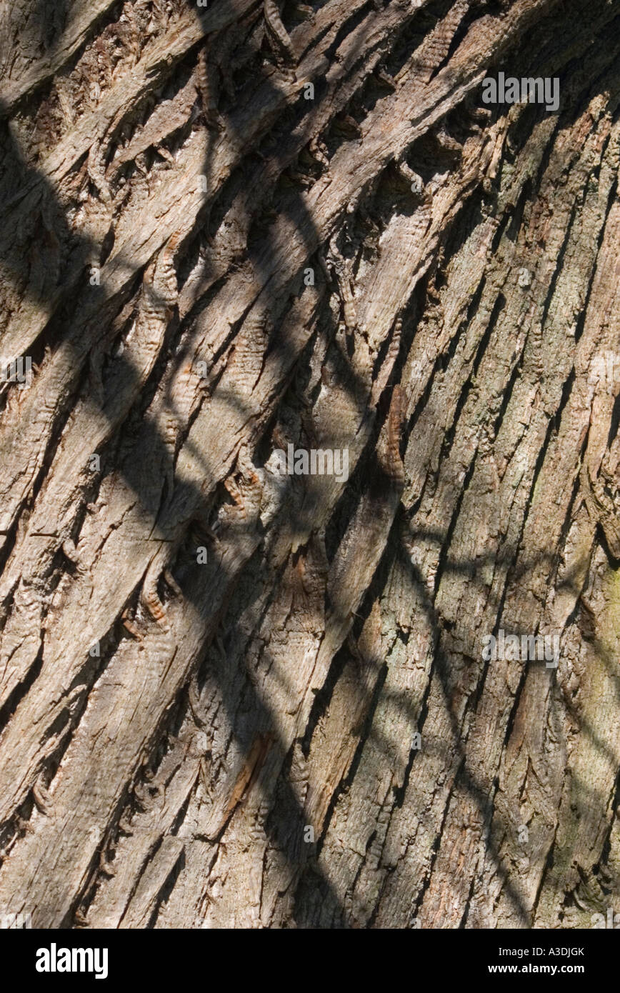 Bark and Trunk Patterns Stock Photo - Alamy
