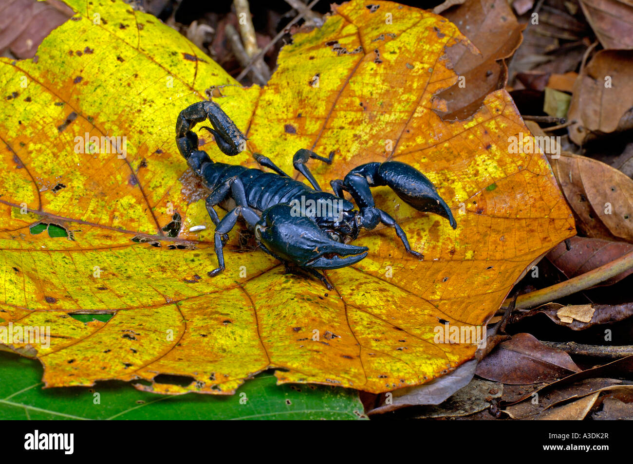 Scorpion, Pandinoratum spec. Stock Photo