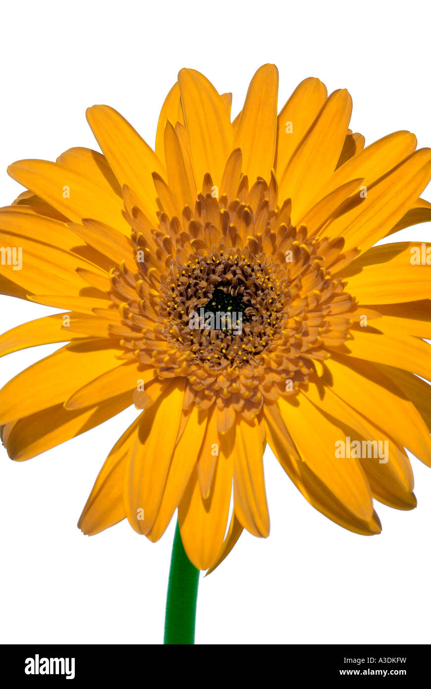 Yellow Gerbera daisy Stock Photo Alamy