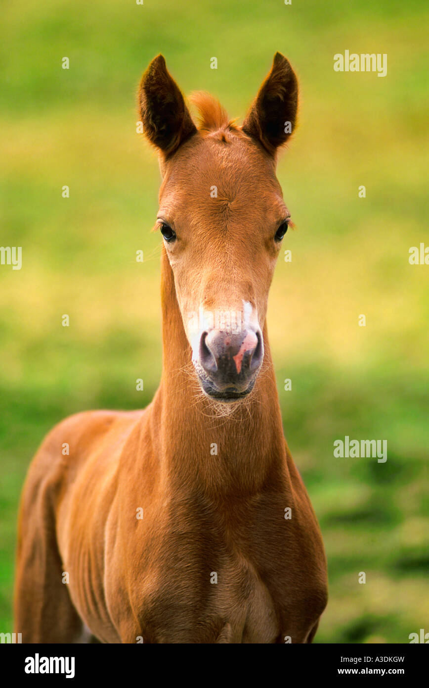 American paint horse colt Stock Photo