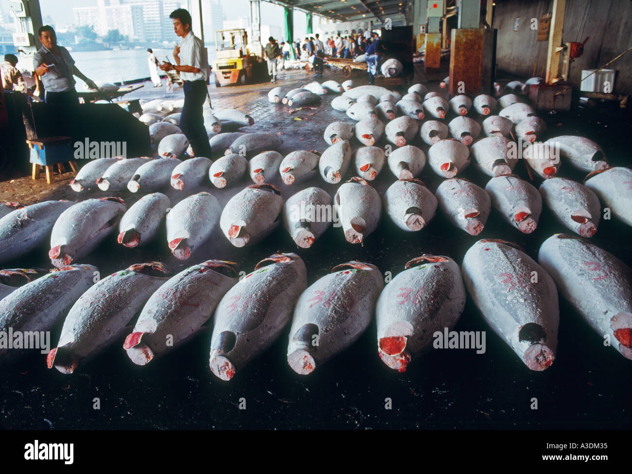 Tokyo Japan Tsukiji fish auction market business Stock Photo - Alamy