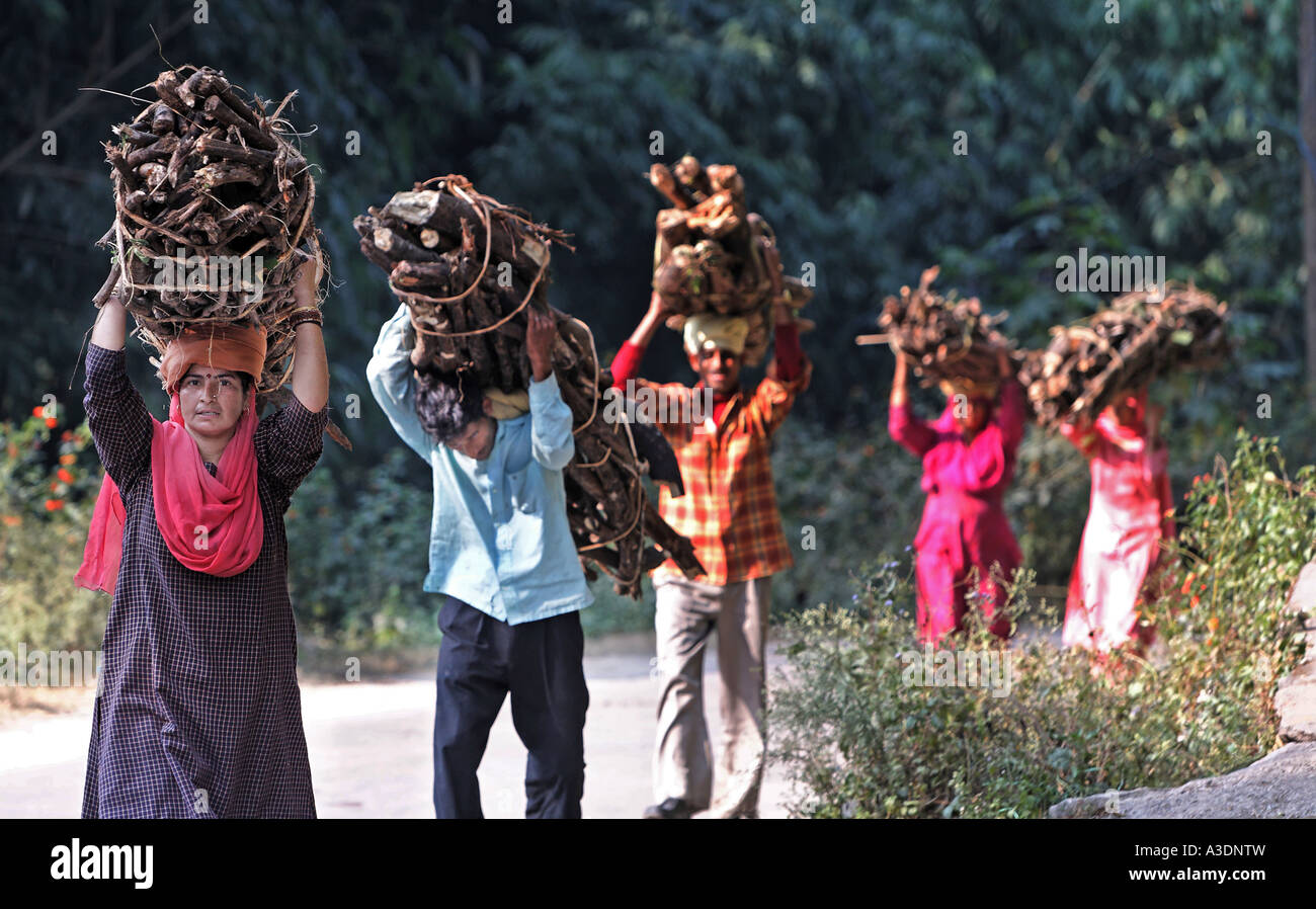 Collectors of fire wood near Dhando, Palampur, Himachal Pradesh, India Stock Photo