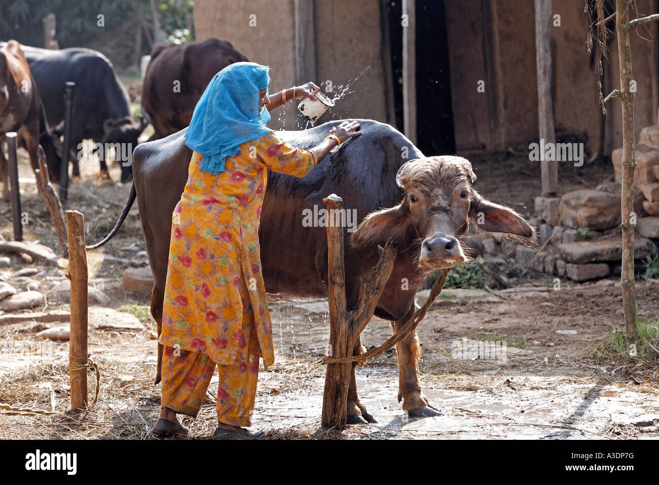 Kashri hi-res stock photography and images - Alamy