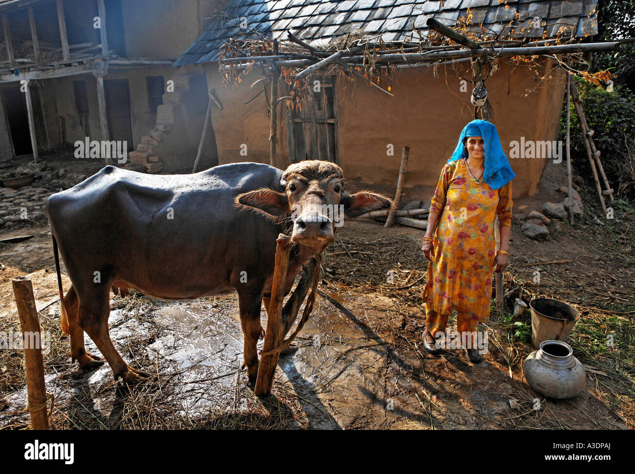 Indo-German-Changar-Eco-Development-Project, Kashri Dai is washing her ...