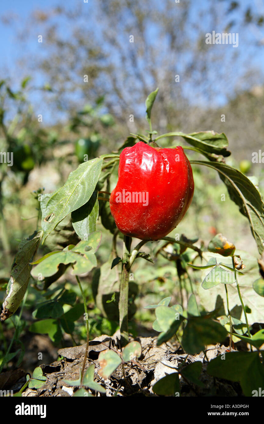 Red bell papper rotting on the tree, because red fruit are not in demand, Matiyama, Himachal Pradesh, India Stock Photo
