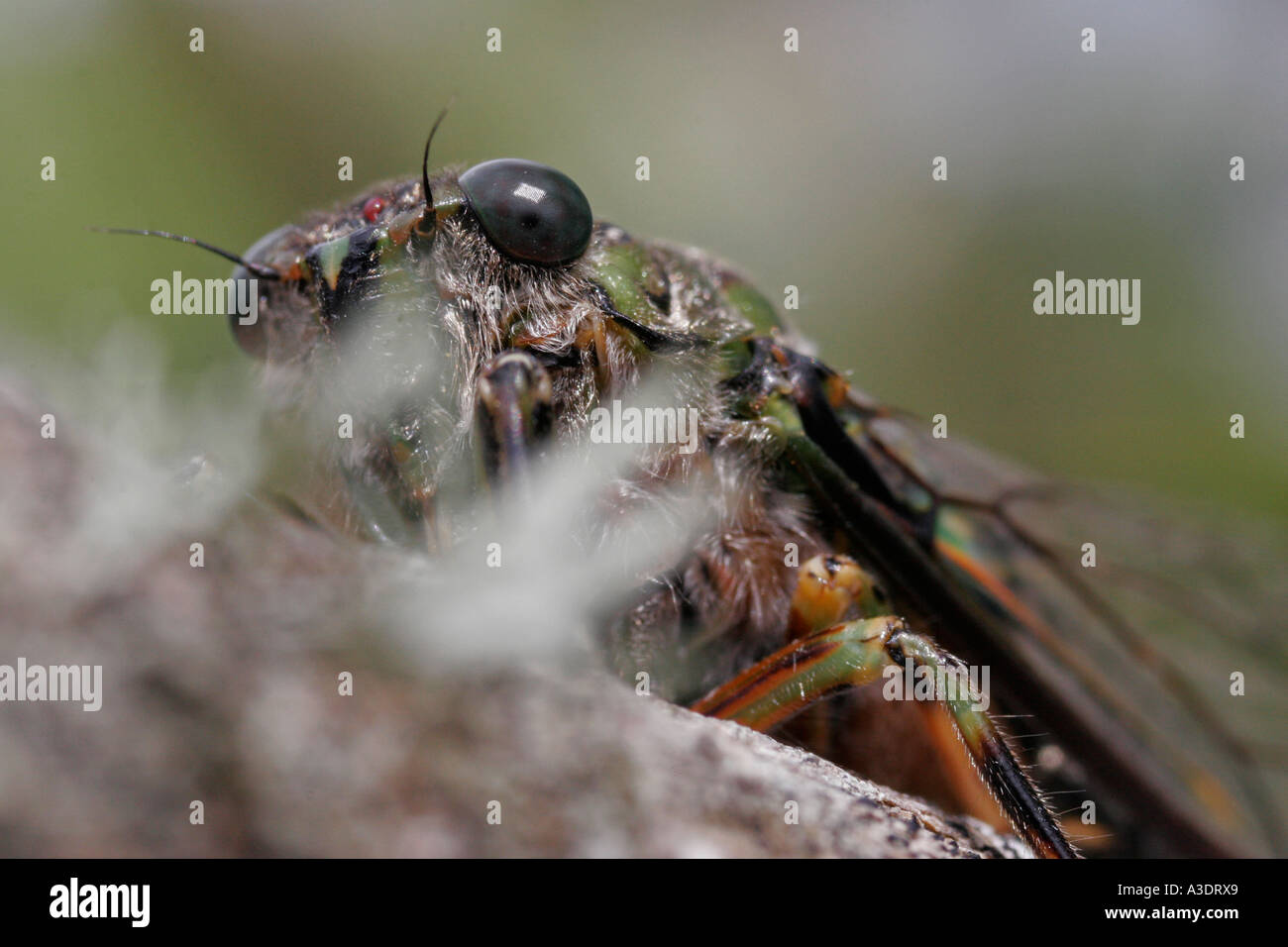 Cicada on a dead tree branch, close-up showing compound eye, New Zealand Stock Photo