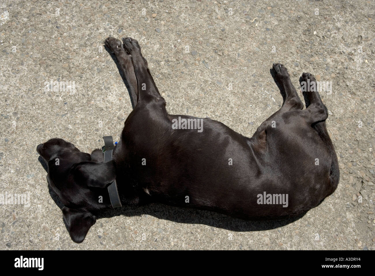 Black Labrador dog asleep on tarmac road in sunshine Stock Photo