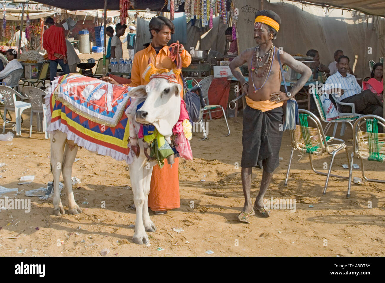 Sacred Bull with Hindu holy man Pushkar Camel Fair Pushkar India Stock Photo