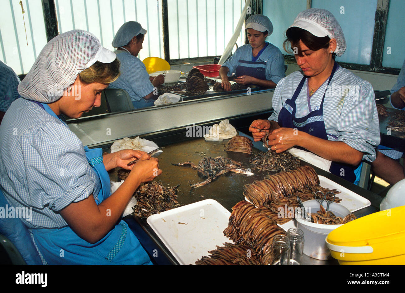 Womans working in the anchovy factory 