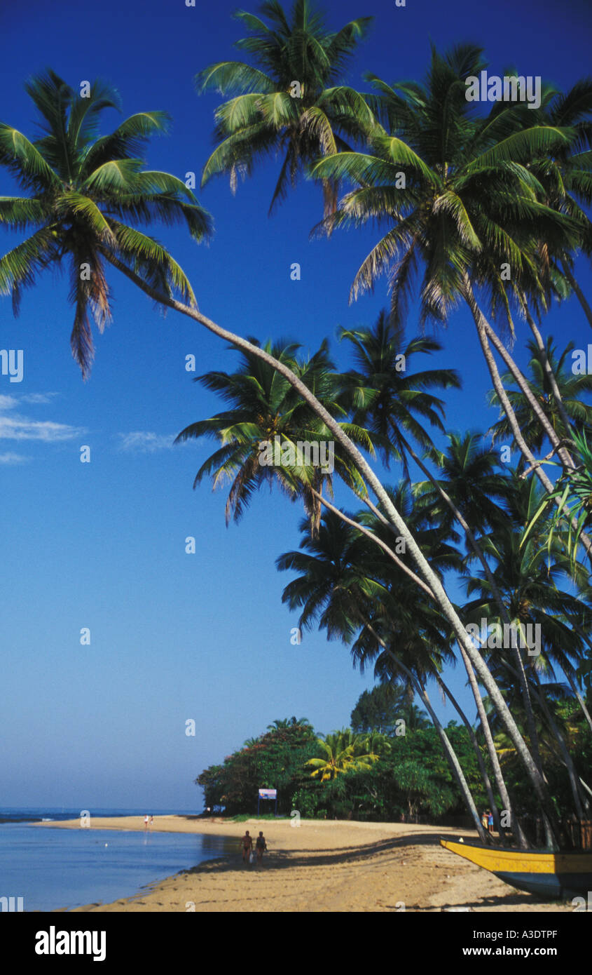 Tropical beach in Sri Lanka with tall palm trees & 2 people walking on ...