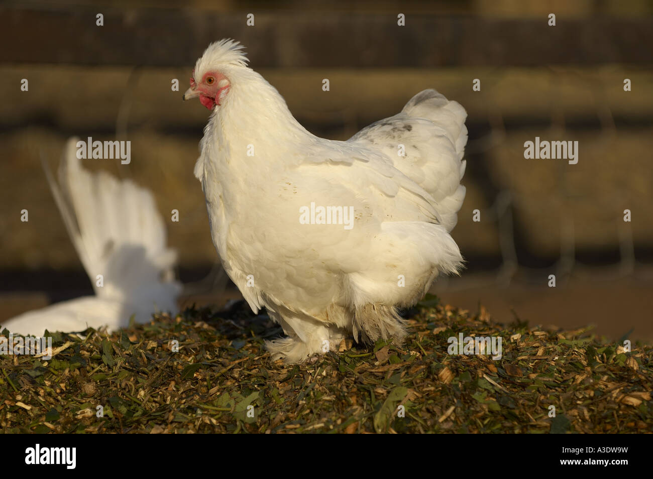 White free range chickens Stock Photo