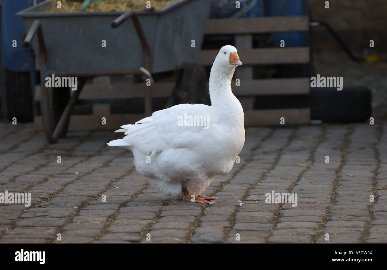 White goose at Hackney City Farm London Stock Photo