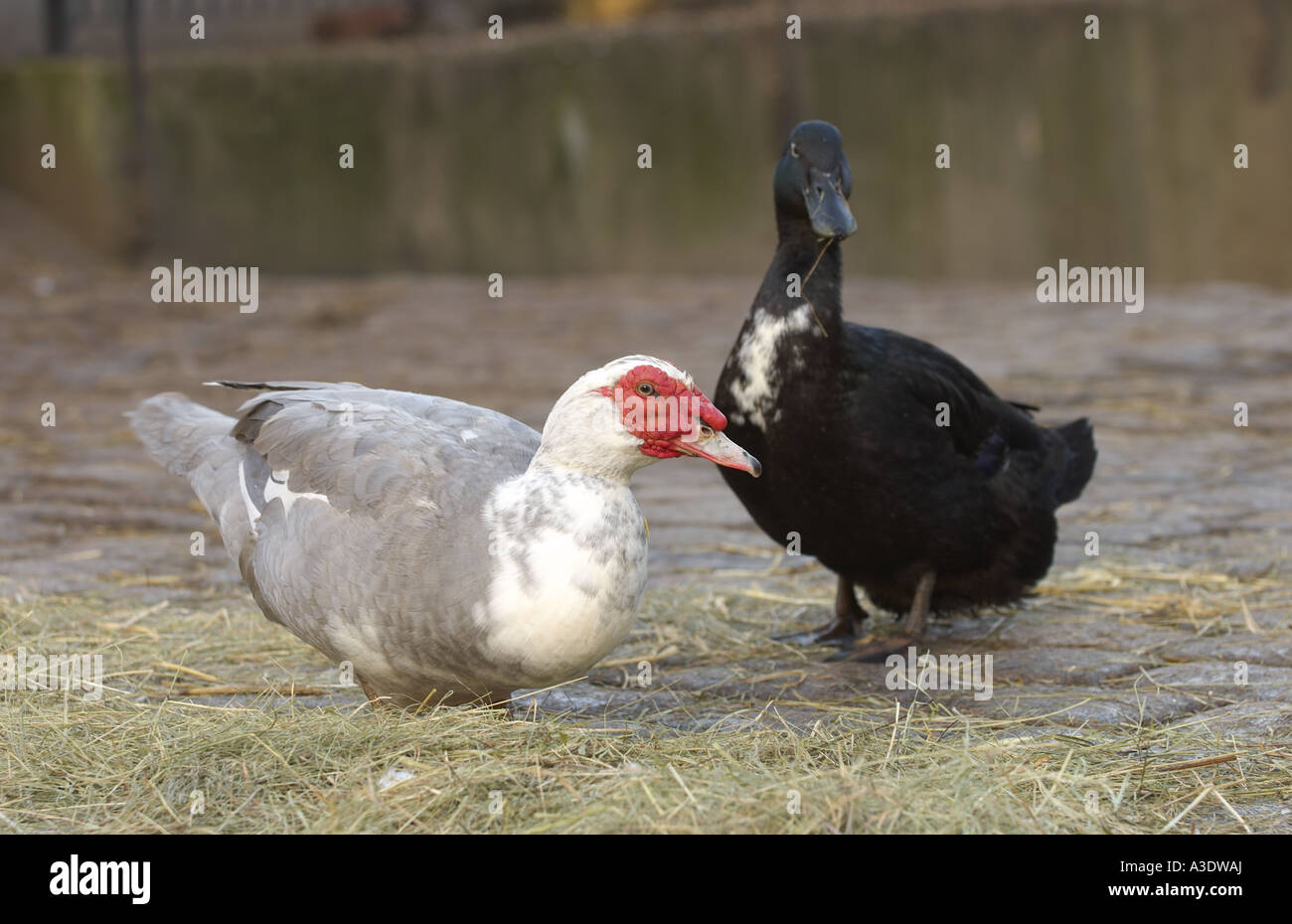 Muscovy ducks at Hackney City Farm London Stock Photo