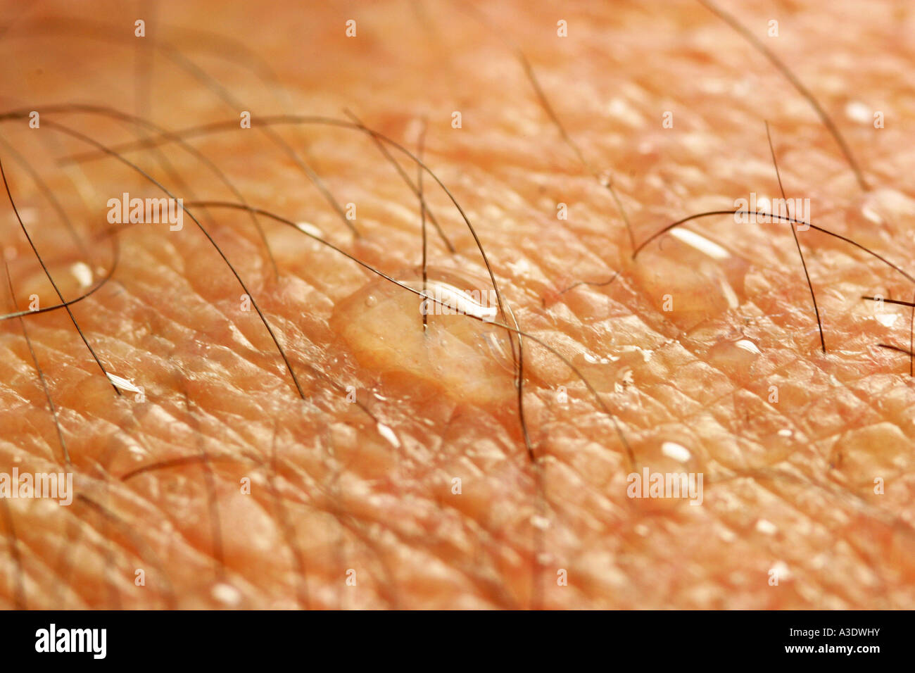 Makro shot of the human skin with sweat, hair and pores Stock Photo