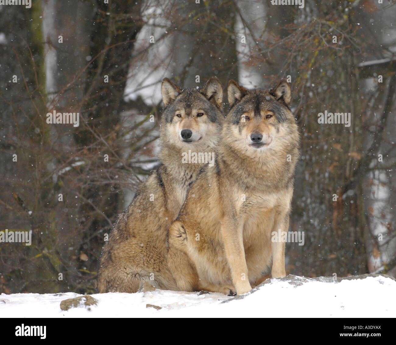 Canadian timber wolves (canis lupus occidentalis) in winter Stock Photo ...