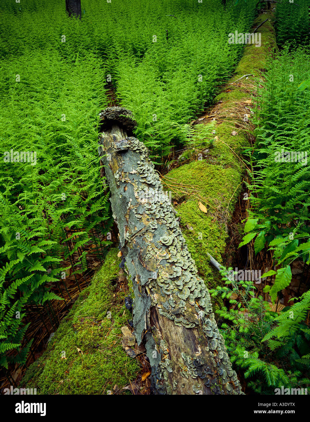 Fallen American Beech And Ferns, Hearts Content Scenic Area, Allegheny National Forest,  Pennsylvania, Stock Photo