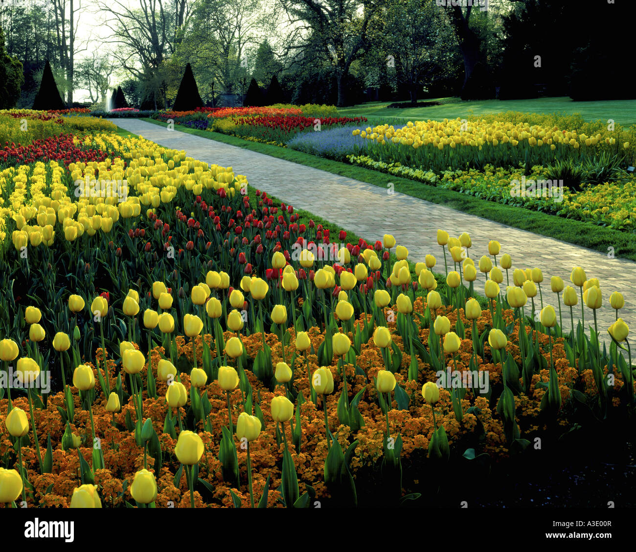 Yellow Tulips Blooming At Longwood Gardens, Former Du Pont  Country  Estate, In Kennett Square, Pennsylvania, USA Stock Photo