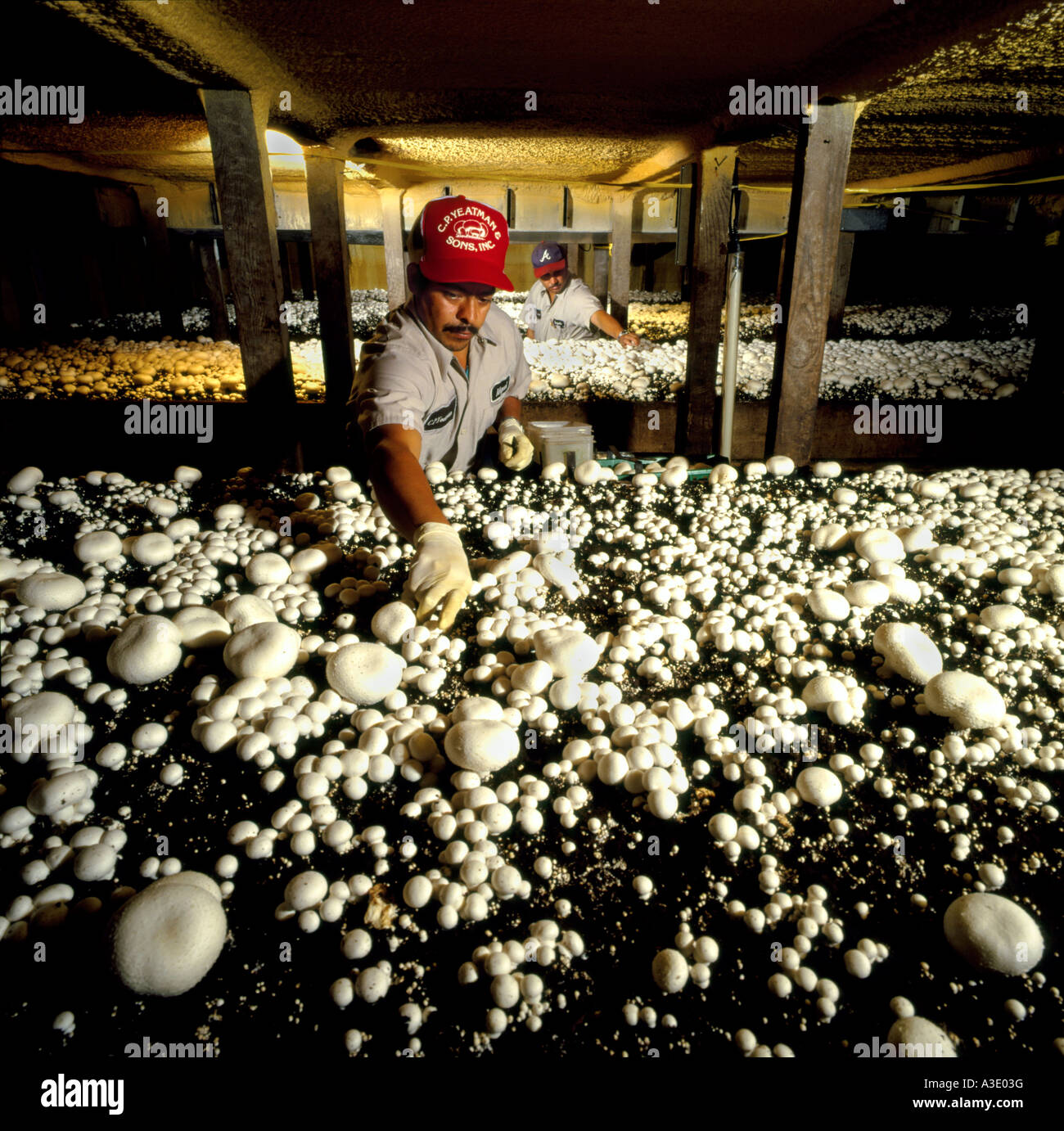 Mushroom Farm In Avondale, Pennsylvania, USA Stock Photo 10756515 Alamy