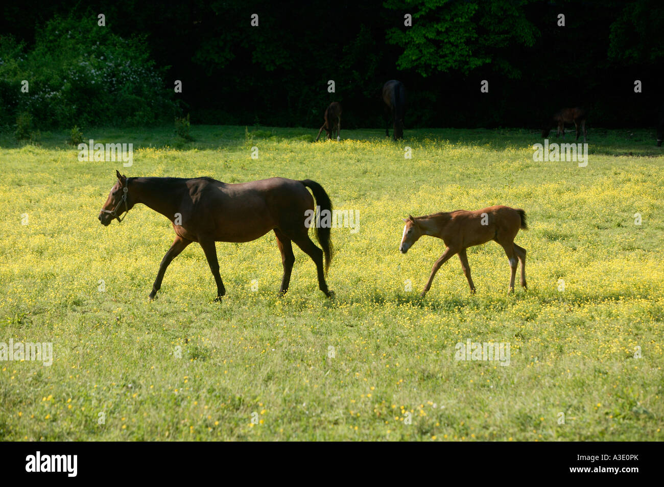 Mare And Foal On Thoroughbred Horse Farm In Chester County