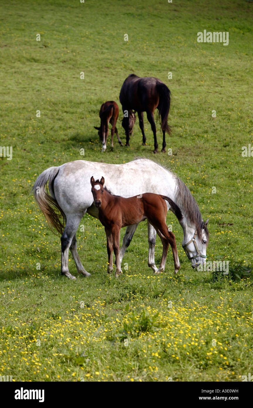 Chester county farm hires stock photography and images Alamy