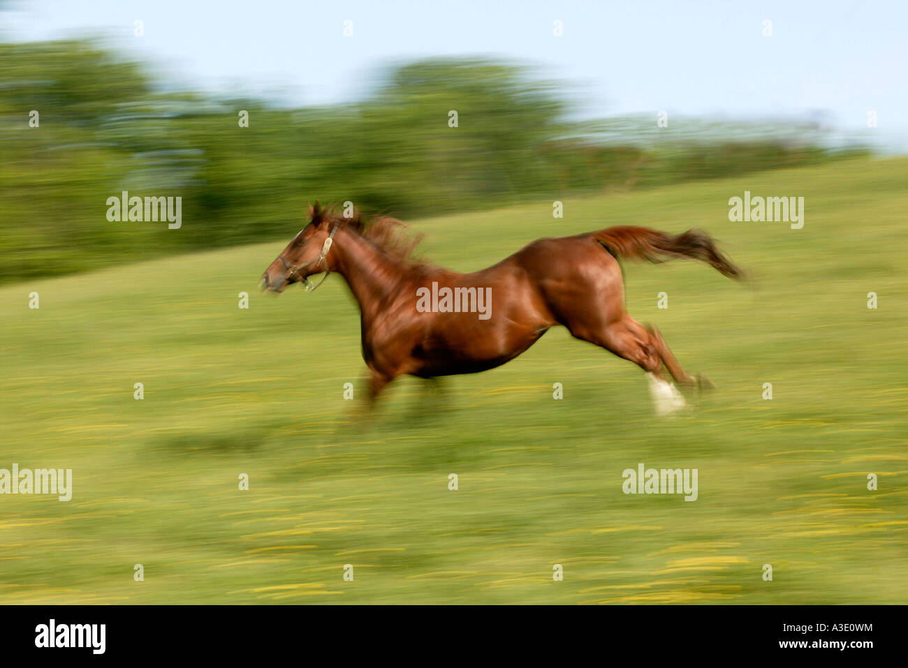 Pan motion blur of horse Running On Thoroughbred Horse Farm In Chester