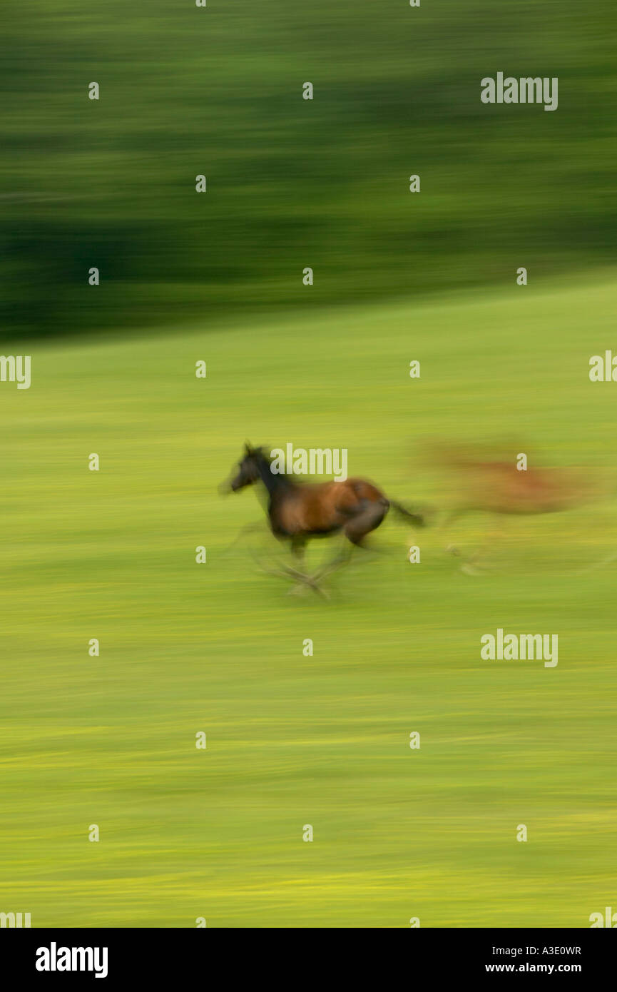 Pan blur action photo of horses Running On Thoroughbred Horse Farm In Chester County, Pennsylvania, USA Stock Photo