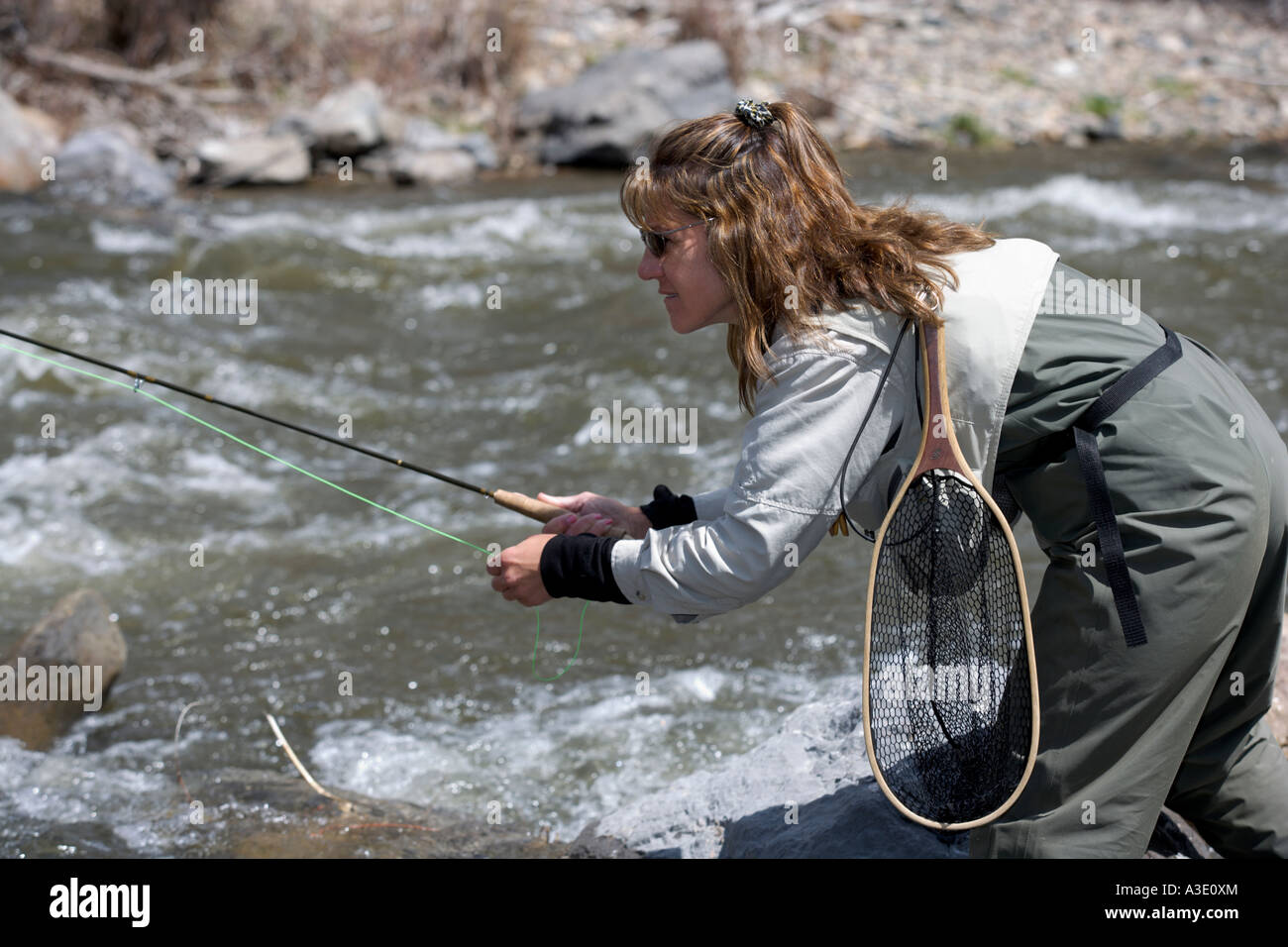 Woman Fly Fishing In Colorado's Arkansas River Stock Photo Alamy