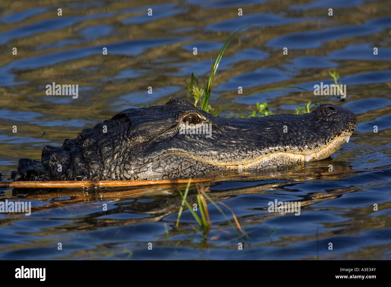 Aligator Alligator mississippiensis Aligator Stock Photo - Alamy