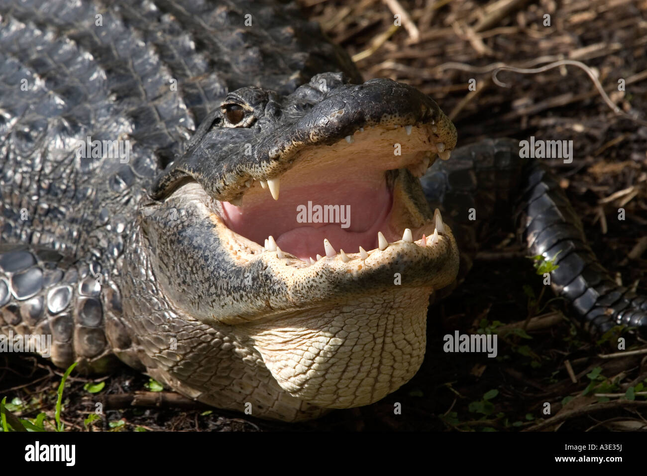 Aligator Alligator mississippiensis Aligator Stock Photo - Alamy